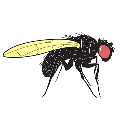 Fruit fly