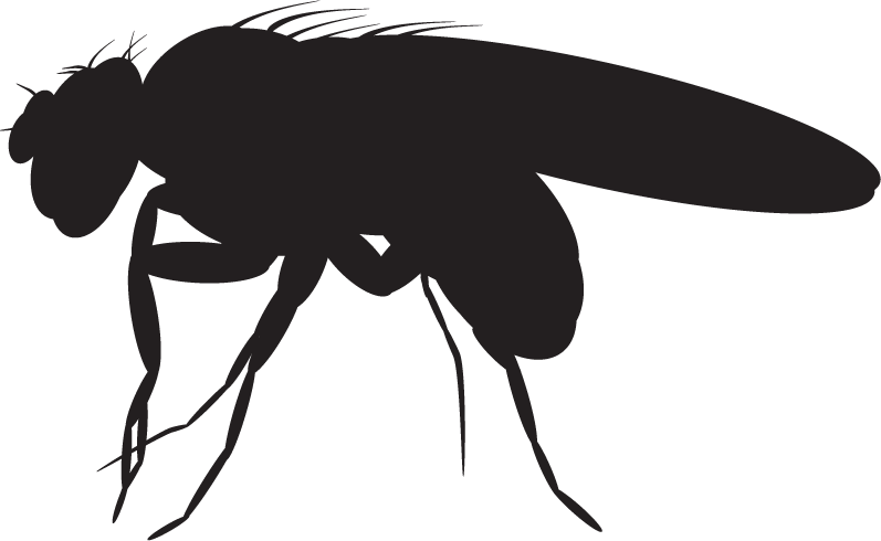 Fruit fly