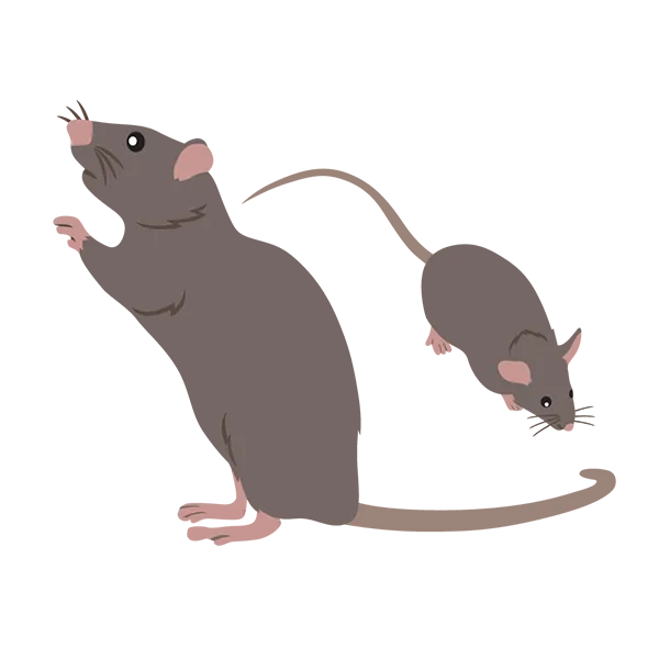 Rodent