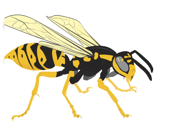 European Wasp