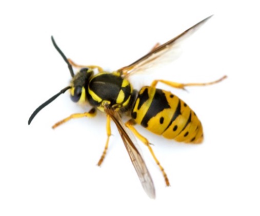 European Wasp