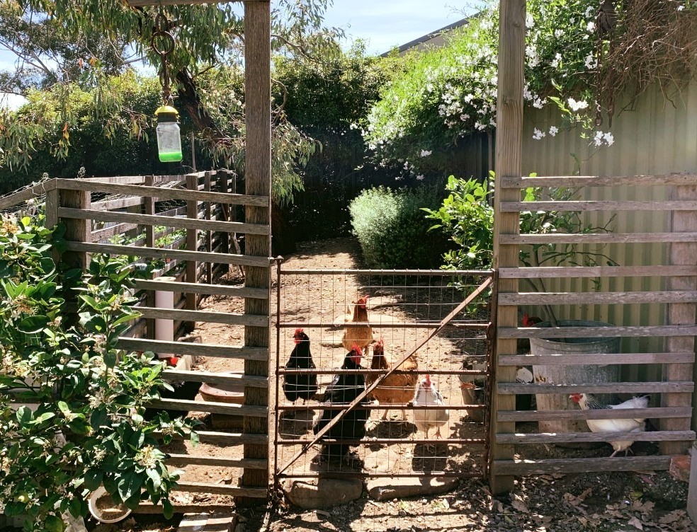 Protecting your flock from flies organically