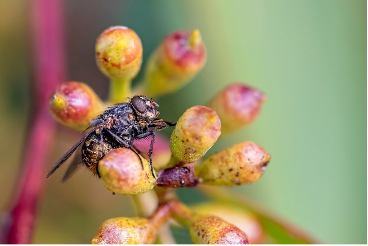 Spring fly trapping – a different perspective
