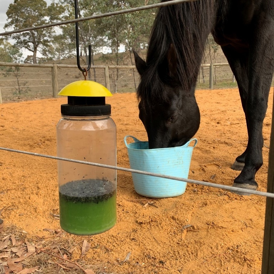 Environmental control of filth flies on horse properties.