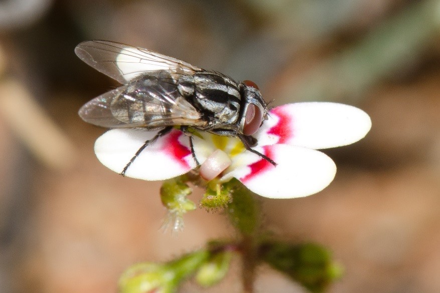 Bushfly – a true Australian
