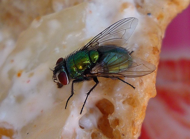 Disease transmission by flies