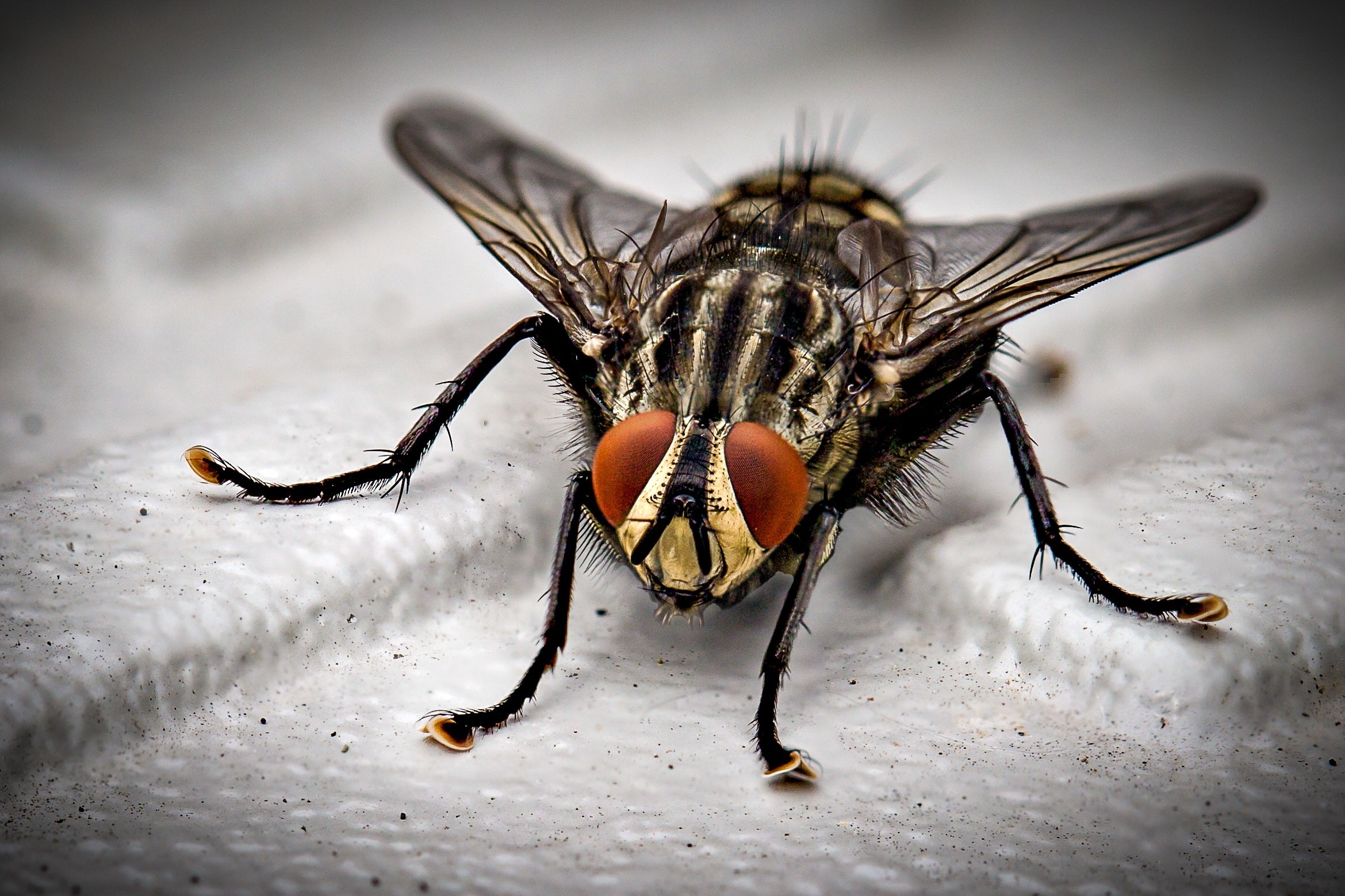 Why are flies so difficult to eradicate?