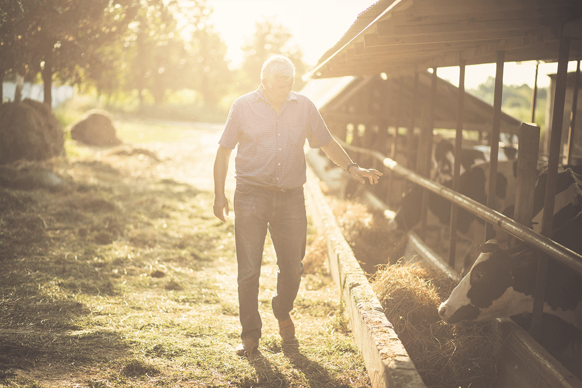 Fly control tips for livestock producers