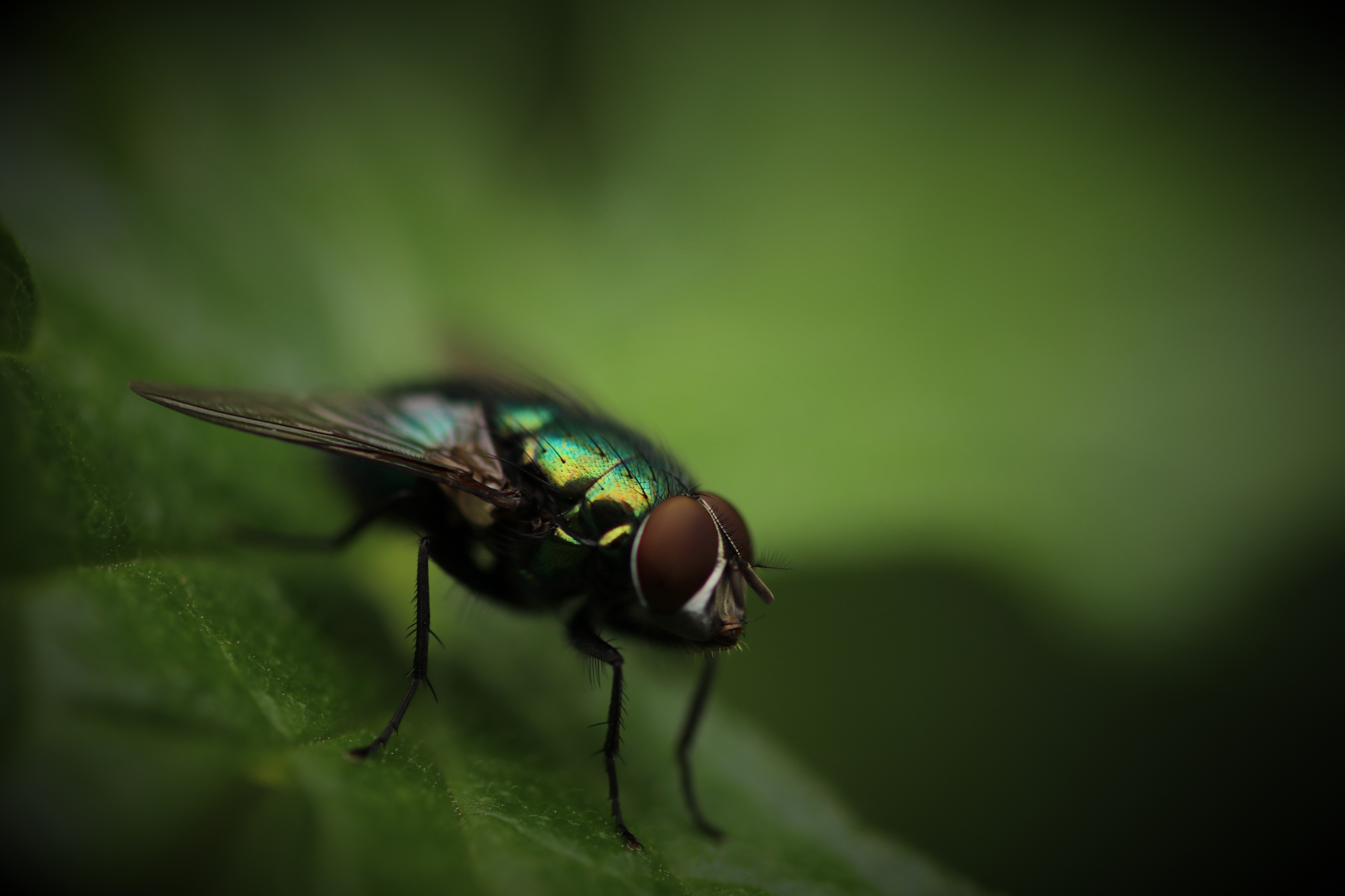 5 Fly facts you didn’t know!