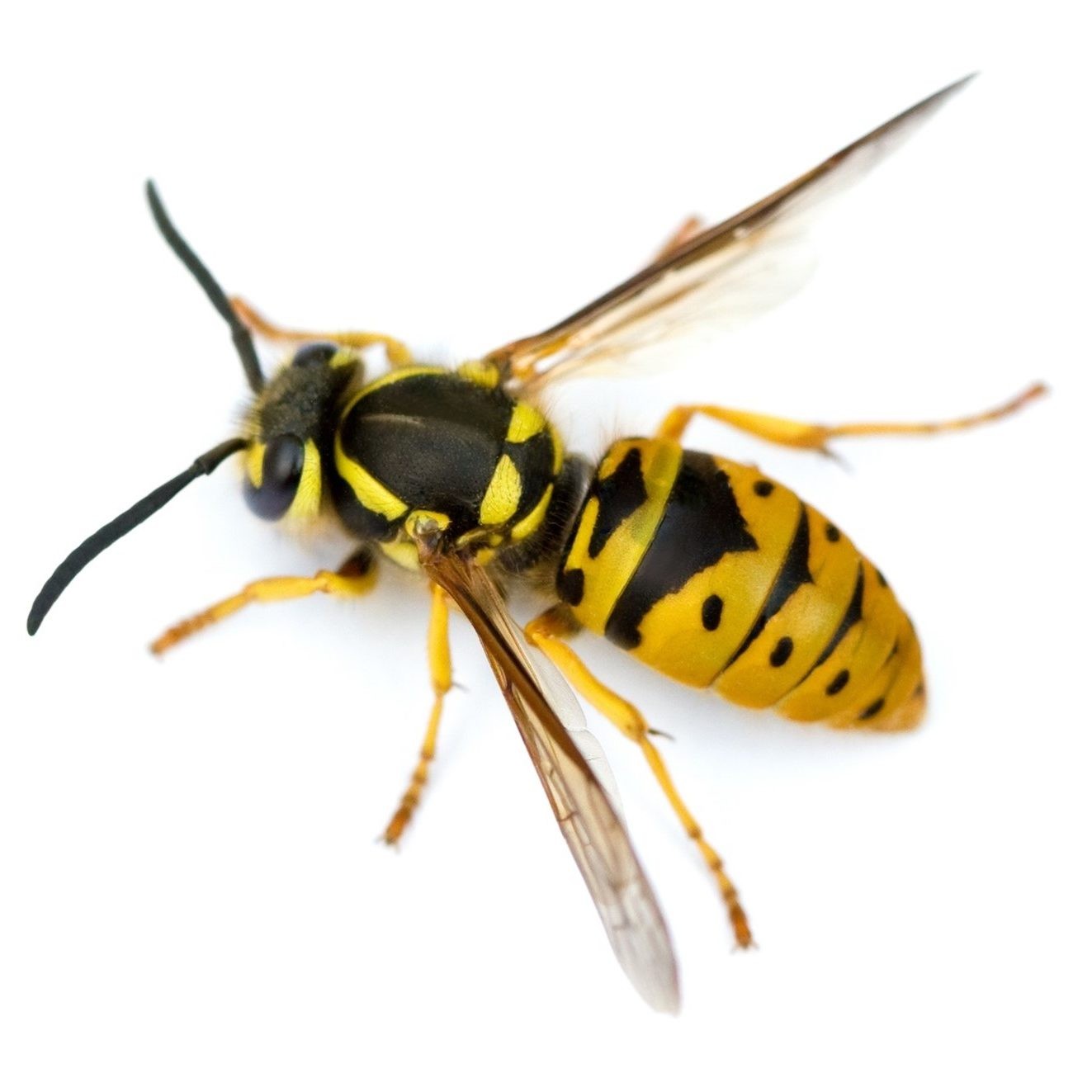 European Wasp Identification Guide